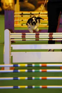 Rabbits: Show-jumping rabbit from Sweden at the London Pet Show 2013