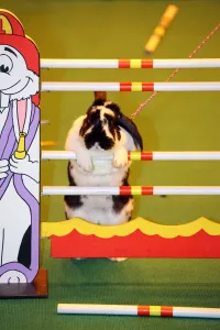 Rabbits: Show-jumping rabbit from Sweden at the London Pet Show 2013