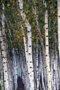 Nature: Silver Birch tree trunks