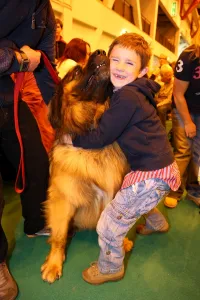 Child: Simba the Leonberger dog, winner of Top Dog Model, at the London Pet Show 2013