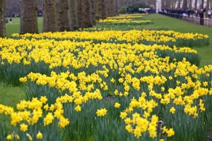 Park: Spring Daffodils bloom in St. James Park, London