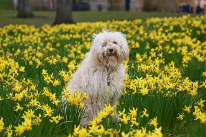 Spring Daffodils bloom in St. James Park, London