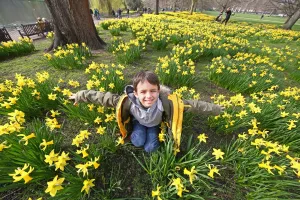 Spring Daffodils in St. James Park, London