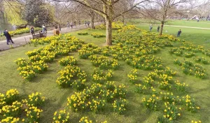 Spring Daffodils in St. James Park, London