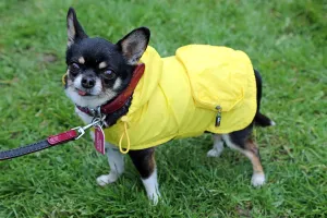 Stars turn out for the All Dogs Matter Great Hampstead Bark Off dog show, Hampstead Heath