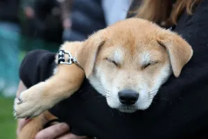 Stars turn out for the All Dogs Matter Great Hampstead Bark Off dog show, Hampstead Heath