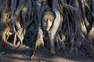 Statues: The stone head of a Buddha statue in the roots of a Bodhi tree in Wat Mahathat, Ayutthaya