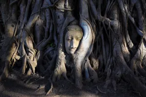 The stone head of a Buddha statue in the roots of a Bodhi tree in Wat Mahathat, Ayutthaya