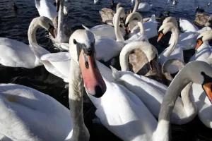 Animal Bird: Swans