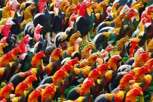 Temple of a Thousand Roosters, Wat Thammikarat, Ayutthaya, Thailand - 7 Jul 2017