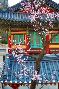 Seoul, Korea: Traditonal Korean building and cherry blossom at Bongeunsa Temple at sunset in Seoul