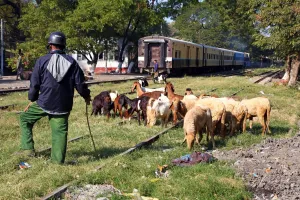Mandalay, Myanmar: Train in the station in Amarapura with goats on the tracks, Mandalay, Myanmar (Burma)