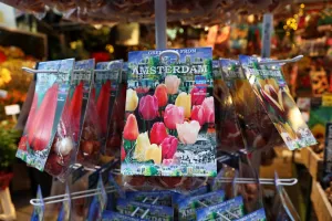 Tulip Bulb souvenirs at the Flower Market in Amsterdam, Holland