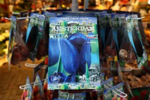 Netherlands: Tulip Bulb souvenirs at the Flower Market in Amsterdam, Holland