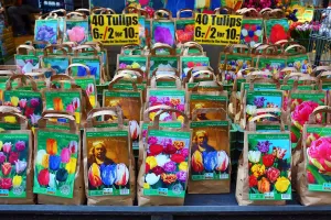 Souvenir: Tulip flowers bulbs on sale in the flower market in Amsterdam, Holland