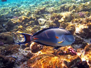 Stock Geography: Underwater scene
