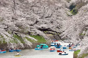 Palace: Viewing the Cherry Blossom by boat at Chidorigafuchi Park, Tokyo, Japan