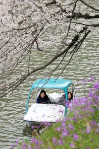 Viewing the Cherry Blossom by boat at Chidorigafuchi Park, Tokyo, Japan