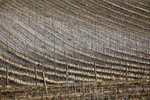 Creative: Vineyard near Marsala, Sicily, Italy