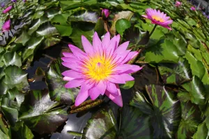 Flowers: Water lily pond with flower and leaves and lily pads in Singapore, Republic of Singapore