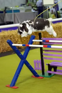 Sport: Weird, Wild and Wonderful pets at the London Pet Show, Earls Court, London